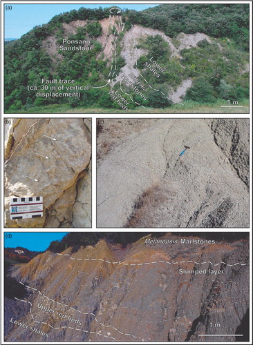 Figure 6. Structural features of the study area. (a) Normal fault with a right-transtensional component, and associated drag-fold (to the right) showing the deposits of depositional unit tt1. The fault shows the north-eastern, basin-margin sector of the study area, and is one of the few fragile structures at the map scale. (b) The oblique growth of calcite fibres along the fault planes point to transtensional kinematics. (c) Recumbent, small-scale slump folds within the Melanopsis Marlstones. (d). Outcrop expression and line-drawing of a well-exposed slumped layer flooring the depositional unit tt2. The chaotic nature and the restricted thickness of the folded interval suggest gravitational deformation processes associated with tectonic destabilization.