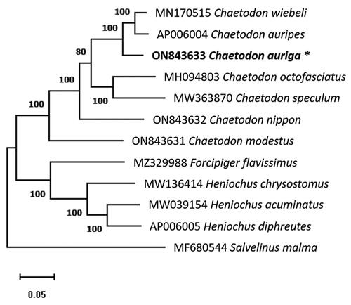 Figure 3. Maximum-likelihood phylogenetic tree reconstruction of Chaetodon auriga in Chaetodontidae based on whole mitochondrial genome data. The GenBank accession numbers of all mitochondrial genomes utilized for phylogenetic analysis are followed by species names, and the newly described species in this work are marked with an asterisk next to their names. The number above the branches denotes maximum probability bootstrap values.