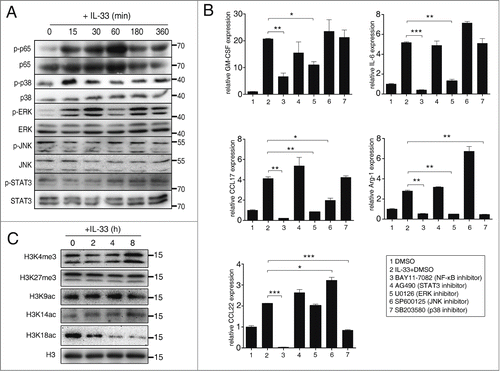 Figure 7. NF-κB and ERK are crucial transcription factors involved in IL-33 signaling in MDSCs. (A) MDSCs were isolated from spleen of 4T1-bearing mice and stimulated with IL-33 (50 ng/mL) for indicated times. Levels of total and phosphorylated p65, MAPKs and STAT3 were determined by Western blot. (B) MDSCs were pre-incubated with inhibitors for indicated transcription factors for 1 h, followed by IL-33 (50 ng/mL) stimulation or 9 h. The expression of indicated genes was quantified by qPCR. Following inhibitors were used: 10 μM BAY 11-7082 (NF-κB inhibitor); 10 μM SB203580 (p38 inhibitor); 10 μM SP600125 (JNK inhibitor); 10 μM U0126 (ERK inhibitor); 25 μM AG 490 (STAT3 inhibitor). (C) MDSCs were stimulated with IL-33 for indicated times, histone modifications were examined by Western blot. Data are mean ± SEM and are representative of three independent experiments. *, p < 0.05; **, p < 0.01; ***, p < 0.001.