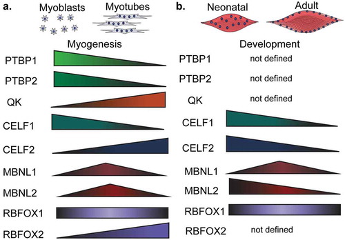 Figure 5. Expression of RNA-binding proteins during muscle development and myogenesis. The expression levels of several RNA-binding proteins (RBPs) change during muscle cell differentiation (myogenesis) (a) and skeletal muscle development (b). CELF: CUGBP Elav-like family member, MBNL: muscleblind like protein, QK: quaking, PTBP: polypyrimidine binding proteins, RBFOX: RNA binding fox-1 homolog.