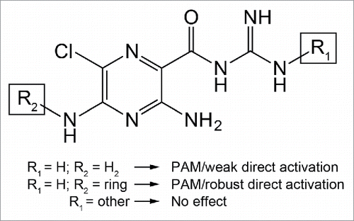 Figure 6. Proposed effects of amiloride derivation on the hGABA-(A)ρ1 receptor. When the guanidine group is accessible and the pyrazine ring remains unchanged, as in the case of amiloride, there is positive allosteric modulatory activity and weak direct activity on the hGABA-A ρ1 receptor. The HMA structure is produced from derivation of the pyrazine ring along with accessibility of the guanidine group. If there is a substitution on the guanidine group, however, the resulting derivative fails to elicit positive allosteric modulatory activity from the receptor, as in the case of benzamil and phenamil.