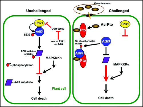 Figure 1 Model for manipulation of Pdk1/Adi3 cell death regulation during pathogen interaction. In unchallenged plant cells, left, Adi3 is activated by Pdk1 phosphorylation at S539. Adi3 then acts to negatively regulate cell death by activating PCD inhibitors or inactivating PCD initiators. MAPKKKα acts downstream in a parallel connected pathway.Citation11 The Pdk1 inhibitor OSU-03012 induces cell death that can be attenuated by Pdk1 or Adi3 overexpression.Citation11 In Pst challenged cells, right, Adi3 interaction with Pto/AvrPto changes Adi3 cellular localization eliminating Pdk1 activation of Adi3. Thus, Adi3 can not act on downstream substrates leading to loss of cell death control and bringing about cell death. Pto phosphorylation of Adi3 may contribute to this inactivation of Adi3.