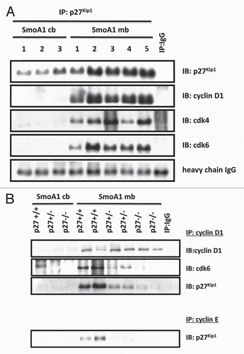 Figure 3 Cyclin D/Cdk4/6 assembly is dependent on p27Kip1. (A) Immunoprecipitation shows p27Kip1 interacts with cyclin D1, Cdk4/6 in SmoA1 medulloblastoma. (B) Immunoprecipitation shows decreased cyclin D1/Cdk6 interaction as a result of p27Kip1 loss. Tumor proliferation benefits as cyclin E/p27Kip1 is decreased, suggesting p27Kip1 is haploinsufficient as a tumor suppressor.