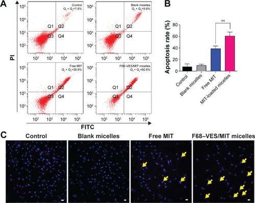 Figure 7 Apoptotic effect of F68–VES/MIT micelles on MDA-MB-231 cells.Notes: (A) Cell apoptosis of MDA-MB-231 cells after treatment of different solutions (free MIT and MIT-loaded micelles) for 24 hours at MIT concentration of 2 µM. Q1, Q2, Q3, and Q4 phases correspondingly stand for necrotic cells, late apoptotic cells, live cells, and early apoptotic cells. (B) Apoptotic rates (Q2 + Q4) of cells with or without MIT treatment are presented by bar graph. (C) Nuclear morphology of MDA-MB-231 cells treated with free MIT solution or F68–VES/MIT micelles for 24 hours at MIT concentration of 2 µM. Untreated cells and cells treated with blank micelles served as controls. Cells were stained with Hochest 33342 to visualize nuclear morphology. Apoptotic cells are pointed out with arrows. Error bar represents the standard deviation value of three experiments. The scale bars correspond to 20 µm in all the images. **P<0.01.Abbreviations: MIT, mitoxantrone; F68–VES/MIT micelles, mitoxantroneloaded Pluronic F68-conjugated vitamin E succinate polymer micelles; h, hours; PI, propidium iodide; FTIR, fourier transform infrared.