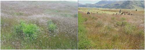 Figure 4. Over sowing legume species (Vicia sativa).