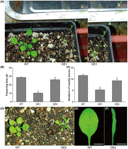 Figure 8. Phenotypes of CsMADS02 transgenic Arabidopsis plants. (A) WT and OE1 Arabidopsis. (B) Flowering time determination of two transgenic lines (OE1 and OE2) and WT plants. (C) Numbers of rosette leaves in two transgenic lines (OE1 and OE2) and WT plants. * Represents significant differences from the WT at values of P < 0.05, as determined by Student’s t-test. (D) WT and OE2 Arabidopsis. (E and F) Leaves of WT (E) and OE2 (F) from (D). Bar = 0.5 cm.