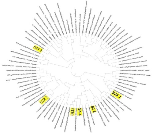 Figure 8. The phylogenetic tree constructed using the sequence alignment of SCoT PCR bands.