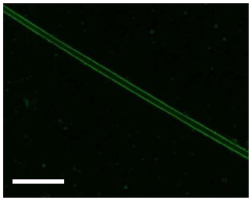 Figure S2 Confocal image of the drug-laden nanofiber with FITC-BSA conjugation only. Bar: 5 μm.Abbreviations: BSA, bovine serum albumin; FITC, fluorescein isothiocyanate.