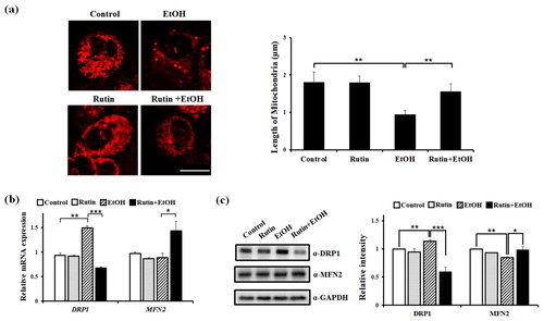 Figure 5. The effect of rutin on mitochondrial dynamics in HepG2 cells (a) Representative confocal live images of mitochondria-targeted DsRed showing the effect of rutin. HepG2 cells transfected with mito-DsRed vector were incubated with 1 μM rutin and/or 1% ethanol for 24 h. Bar = 5 μm. Quantitative analysis of mitochondrial length in HepG2 cells. Data shown are the means ± SEM of measurements obtained from 50 individual cells based on three independent experiments. (b–c) Effects of rutin under ethanol exposure on the expressions of DRP1 and MFN2. (b) Quantitative analysis of relative mRNA intensity of DRP1 and MFN2 normalized by GAPDH is presented. (c) Western blot analysis of DRP1 and MFN and quantitative analysis of relative protein intensity of DRP1 and MFN2 normalized by GAPDH are presented Data represents the means ± SEM of measurements obtained from three independent experiments. *p < 0.05, **p < 0.01.