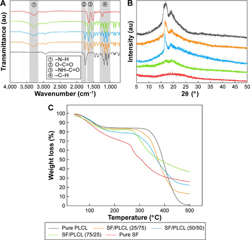Figure S1 The phase structure and thermal analysis of SF/PLCL nanofibrous scaffolds of different weight ratios.Notes: (A) FTIR-ATR spectra of SF/PLCL nanofibrous scaffolds of different weight ratios. (B) X-ray diffraction curves of SF/PLCL nanofibrous scaffolds of different weight ratios. (C) Thermogravimetric analysis curves of SF/PLCL nanofibrous scaffolds of different weight ratios.Abbreviations: FTIR-ATR, Fourier transform infrared Attenuated total reflectance spectroscopy; PLCL, poly(lactide-co-ε-caprolactone); SF, silk fibroin.