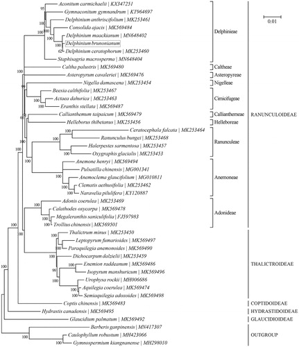 Figure 1. Phylogenetic relationships of 41 species within the family Ranunculaceae based on the Bayesian analysis of the concatenated coding sequences of chloroplast PCGs. The best-fit nucleotide substitution model is ‘GTR + G+I’. Tribe-level (specifically for the subfamily Ranunculoideae) and subfamily-level taxonomy is presented for each taxon. Three species within the family Berberidaceae were included as outgroup taxa.