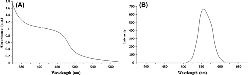 Figure 1. (A) UV–Vis absorption spectra of CdTe QDs (B) Fluorescence spectrum of CdTe QDs.