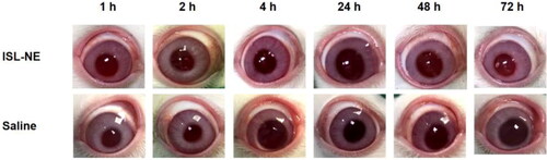 Figure 8. Local ocular reaction after one single instillation of normal saline or ISL-NE (0.2%, w/v) at different times.