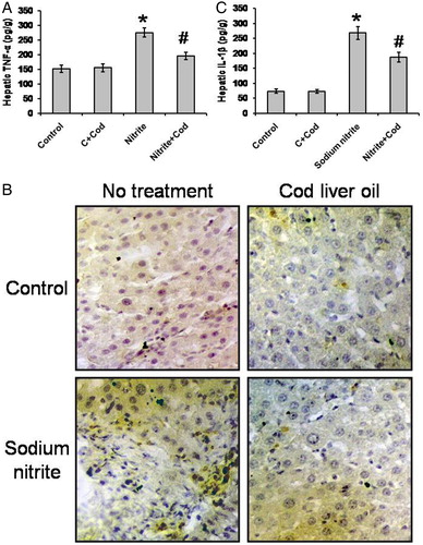 Figure 3. Effect of sodium nitrite (nitrite, 80 mg/kg/day) alone and its combination with cod liver oil (Cod, 5 ml/kg/day) for 12 weeks on hepatic tumor necrosis factor (TNF)-α (A) and interleukin (IL)-1β (C) as well as liver sections stained with monoclonal anti-TNF-α (B). *Significant difference as compared with the rest of the groups at P < 0.05. #Significant difference as compared with the control group at P < 0.05.