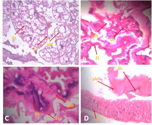 Figure 3. Gut-histological evaluation of An. gambiae instar post treatment with crude volatile oil of M. scandens (CVO-MS), (A) control, (B) Second instar, (C) third instar and (D) fourth instar. Whereas GL: Gut lumen; EL: Epithelial Layer; and pM: peritropic Membrane.