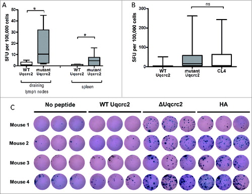 Figure 3. (A) Endogenous immune responses to wild-type and mutant Urcqc2 in the dLN and spleen of 7 mesothelioma-bearing mice. ELISPOT assays were performed in triplicate; * P < 0.05. (B) Comparison of endogenous immune responses to wild-type and mutant Urcqc2, and the hemagglutinin peptide CL4 in the dLN of 15 AB1-HA tumor-bearing mice. ELISPOT assays were performed in triplicate; ns, not significant. (C) Representative triplicate wells from interferon-γ ELISPOT analysis of total dLN cell preparation from 4 non-treated AB1-HA tumor-bearing mice.