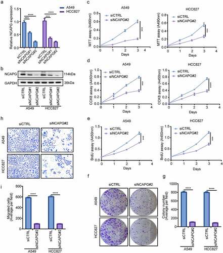 Figure 2. Silencing NCAPG inhibited the proliferation and invasion of A549 and HCC827 cell lines in vitro. (a-b) NCAPG was knocked down with small interfering RNA (siRNA) according to the manufacturer’s instructions. After 72 h, A549 and HCC827 cells were harvested and subjected to Western blot and RT-PCR to determine the efficiency of knockdown. ***, p < 0.001, ****, p < 0.0001. (c-f) MTT(c), CCK8(d), BrdU (e) and colony formation (f) assay were used to detected the proliferation ability after NCAPG was knocked down. ***, p < 0.001. (g) use Image J tool to count the number of clone-forming cells. ****, p < 0.0001. (h) Transwell assay was performed to determine the invasion of siCTRL group and siNCAPG#2 group cells. (i) Image J was applied to calculate the result of (H). ****, p < 0.0001. Data was shown in the form of mean ± SD (N = 3).