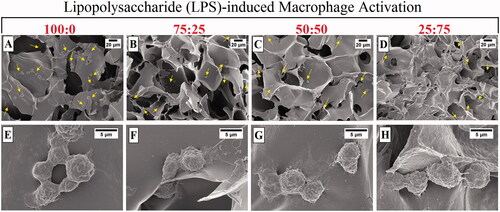 Figure 5. SEM images of LPS induced RAW 264.7 cells cultured on macroporous cryogel scaffold surfaces for 24 h (cells are highlighted by yellow arrows): (A–E) 100:0, (B–F) 75:25, (C–G) 50:50, and (D–H) 25:75. The samples were prepared after 24 h incubation of macrophages with a gel form of # 1, 2, 3, and 4 (Table 1) covering the bottom of each well. The cells were rested on the gel sheets overnight before stimulations. Cell concentration was 1 × 106 cells/mL in a final volume of 1 ml. The cells were incubated with 1 µg/mL LPS for 24 h.