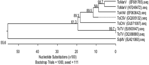 Fig. 3 Similarity dendrogram derived from sequences of the partial Vp24 gene and 3ʹUTR region of selected Torradovirus. The isolate from this study is shown as GenBank Accession number KF246472. Distances were determined by clustal W alignment method with weighed residue weight table in the program MegAlign of the sequence analysis software suite Lasergene (DNASTAR Inc.). Bootstrap confidence values are shown on the branches.