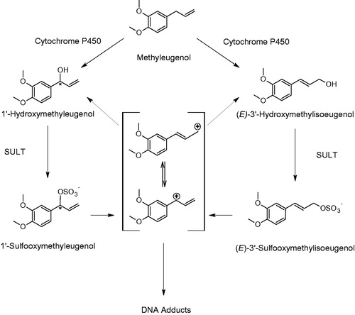 Figure 2. Metabolic pathways for methyleugenol leading to electrophilic metabolites. Chiral centers are marked with an asterisk. Reproduced from Herrmann et al. (Citation2012).