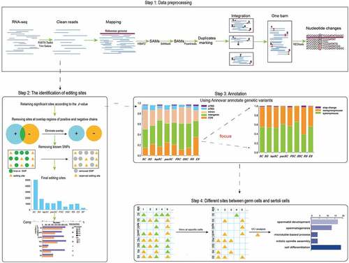 Figure 1. Experiment process. The whole experiment can be divided into four parts: data preprocessing, the identification of editing sites, genetic variants annotation and getting cell-specific editing sites