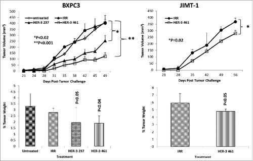 Figure 7. HER-3 peptide mimics delay tumor growth in 2 transplantable mouse models. SCID Mice (n = 5) at the age of 5–6 weeks old were challenged subcutaneously with either BXPC3 cells or JIMT-1 cancer cells and treated weekly with the indicated peptide mimics (200 μg) intravenously. Tumor growth was monitored over time. After euthanasia, tumors were extracted and weighed. Results displayed include average tumor volume over time (top panel) and % weight tumors when compared to total mouse weight (bottom panel). Error bars represent standard deviations from the mean. An irrelevant peptide (IRR) was used as a negative control. In BXPC3 mouse model, peptide treatment caused a significant delay in tumor growth with both peptide constructs HER-3 237–269 (p < 0.02) and HER-3 461–479 (p < 0.001), and the effects were also observed in percentage tumor weight per body mass; HER-3 237–269 (p < 0.05) and HER-3 461–479 (p < 0.04). Only the HER-3 461–479 construct was used in JIMT-1 mouse model, and it caused both a significant delay in tumor growth and % tumor weight (p = 0.02 and p < 0.05, respectively).