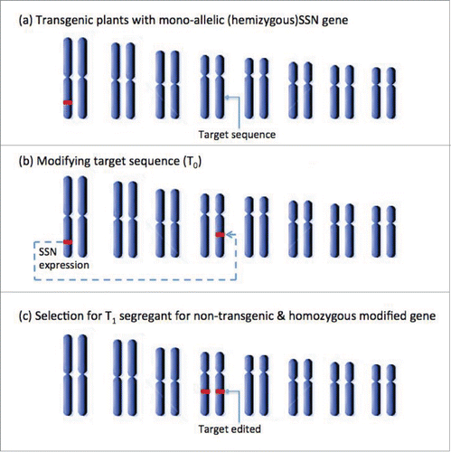 Figure 5. Developing of edited plants using SSN genome insertion followed by selection for non transgenic T1 segregant lines.