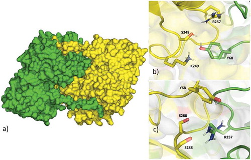Figure 4. (a) The dimeric structure of plasmodial aspartate aminotransferase (PfAspAT). (b) and (c) The oligomeric interface of the WT-PfAspAT dimer. Residues Tyr68 and Arg257 from both subunits are shown in sticks[Citation122].