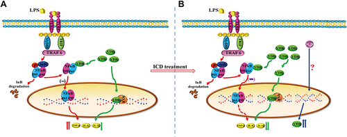 Figure 7 Flow chart of the possible mechanism of action of isocorydine. (A) LPS activates the TLR4-NFκB signaling pathway, leading to large amounts of NFκB translocation from the cytoplasm into the nucleus and subsequent expression of pro-inflammatory cytokines such as TNF-α, IL-6, and IL-1β; meanwhile, LPS can increase vitamin D receptor (VDR) translocation from the cytoplasm into the nucleus, leading to inhibition of the expression of pro-inflammatory cytokines. (B) On the one hand, isocorydine (ICD) increases Vdr mRNA expression and VDR distribution in the nucleus. On the other hand, ICD is presumed to inhibit NFκB p65 translocation from the cytoplasm into the nucleus, because highly expressed VDR strongly interacts with NFκB p65, leading to less NFκB p65 translocation into the nucleus and subsequently, reduced release of pro-inflammatory cytokines.