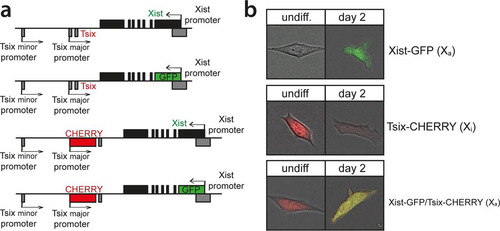 FIG 1 Generation of the reporter alleles. (a) Map of the Xist/Tsix locus showing the design of the reporter cell lines. (b) Exemplary pictures of undifferentiated and differentiated cells.