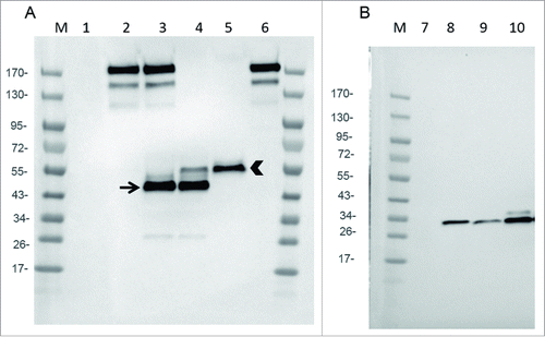 Figure 2. Expression of mAb, Fab and scFv by infected CEF. CEF in six wells plate were infected at MOI 0.2 by either WR (TK- RR-: negative Control: lanes 1 and 7), WR-mAb1 (lane 2), WR-mAb2 (lane 3), WR-Fab2 (lanes 4 and 9), WR-Fab1 (lanes 5 and 10) and WR-scFv (lane 8). After 24 h of infection the culture supernatants were collected and loaded on SDS-PAGE in non-reducing (A) or reducing conditions (B). Commercially available J43 was also loaded (lane 6) as a reference. After transfer onto PVDF membrane, mAb, Fab and scFv were detected using either an anti-hamster IgG (A) or an anti-Histidine tag (B). M: molecular markers. Arrow: putative dimeric light chain. Arrow head: correctly assembled Fab.