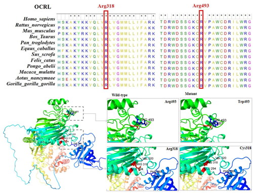 Figure 2. Structural diagram of the protein structure of two missense variants of the OCRL1 gene (p.Arg493Trp, p.Arg318Cys).