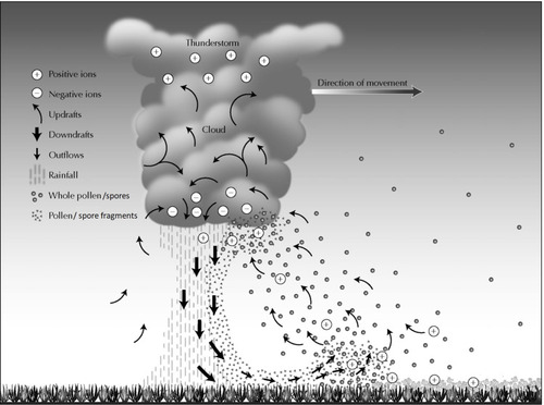 Figure 1 Proposed mechanism explaining thunderstorm asthma. Adapted by permission from Springer Nature, Current Allergy and Asthma Reports.Citation16 Taylor PE, Jonsson H. Thunderstorm asthma. Copyright 2004.