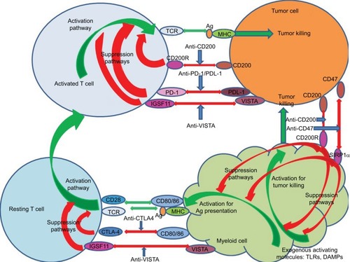 Figure 1 Schematic showing potential sites of action of monoclonal agents used for checkpoint blockade. Green arrows indicate activation pathways, while red indicates suppressive pathways. Blue arrows show antibodies blocking inhibitor pathways, including those determining effector pathways of tumor killing from both activated T cells and activated myeloid cells. Activation of resting T cells occurs following the engagement of the TCR with antigen/MHC presented by antigen-presenting cells themselves preactivated by exogenous molecules (DAMPs interacting with TLRs).