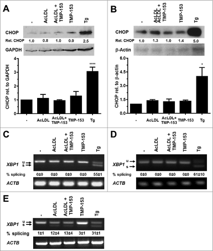 Figure 5. Cholesterol loading does not induce CHOP protein expression or XBP1 splicing in adipocytes. (A and B) CHOP protein levels and (C and D) XBP1 splicing in in vitro differentiated (A and C) 3T3-F442A and (B and D) 3T3-L1 adipocytes incubated for 48 h with human acetylated LDL (AcLDL), AcLDL and 0.6 μM of the ACAT inhibitor TMP-153, 0.6 μM TMP-153, 1.0 μM Tg, or left untreated (‘-’). The average and standard error of 3 independent experiments are shown in the bar graphs. Differences in CHOP protein levels between the untreated sample and the samples treated with AcLDL, AcLDL and 0.6 μM TMP-153, and 0.6 μM TMP-153 are not statistically significant (p = 0.26 for 3T3-F442A adipocytes and p = 0.35 for 3T3-L1 adipocytes in a repeated measures ANOVA test with Dunnett's correction for multiple comparisonsCitation112,113 comparing the treated samples to the untreated samples and assuming equal variabilities of the differences). (E) XBP1 splicing in untreated in vitro differentiated human THP-1 macrophages and macrophages incubated for 16 h with AcLDL, AcLDL + 0.6 μM TMP-153, 0.6 μM TMP-153, or 1.0 μM Tg.