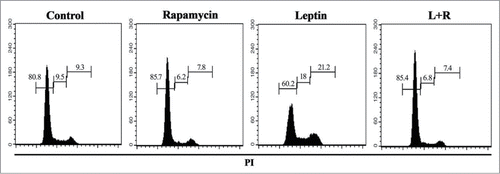 Figure 7. Leptin stimulates cell cycle entrance and progression of IEC cells in a mTOR dependent manner. Cells were incubated with leptin (20 nM) in the absence or presence of rapamycin (20nM) for 48 hours. After incubation, cell cycle progression was evaluated by propidium iodide staining and flow cytometry analysis. The percentages of cells in each stage of the cell cycle (G0/G1, S, and G2/M) are indicated.