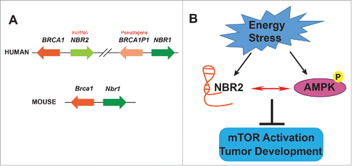 Figure 1. Genomic structure of the NBR2 gene and its proposed role in the regulation of adenosine monophosphate–activated protein kinase (AMPK). (A) Human and mouse BRCA1 loci, with arrows indicating the direction of transcription. Genes are not drawn to scale. Orthologous genes are shown in identical colors. (B) NBR2 and AMPK reciprocally regulate each other in response to energy stress and function in mTORC1 (mammalian target of rapamycin complex 1, also known as mechanistic target of rapamycin complex 1) inactivation and tumor suppression.