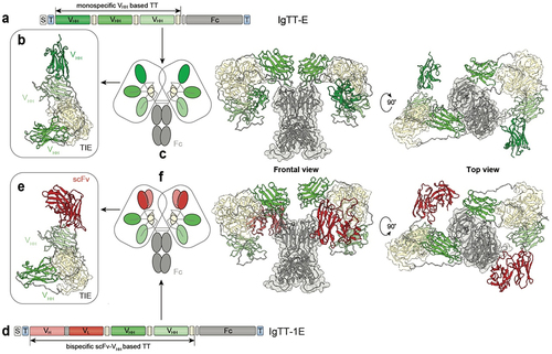 Figure 1. Molecular diagrams and models of the IgTT-E and IgTT-1E antibodies. Gene layout of the monospecific IgTT-E (a), bearing a signal peptide from oncostatin M (white box), three anti-EGFR VHH (green boxes), three collagen-derived trimerization (TIE) domains (yellow boxes) flanked by peptide linkers and the Fc encoding element (gray boxes). N-terminal FLAG-Strep and C-terminal Myc-His tags (blue boxes) were appended for purification and immunodetection purposes. Schematic diagram showing the three-dimensional model of the TT (b), the molecular diagram and the three-dimensional modelizations of the IgTT-E, in front and top views (c). Gene layout of the bispecific IgTT-1E (d), bearing a signal peptide from oncostatin M (white box), one anti-PD-L1 scFv (red box) and two anti-EGFR VHH genes (green boxes), three TIE domains (yellow boxes) flanked by peptide linkers and the Fc encoding element (gray boxes). N-terminal FLAG-Strep and C-terminal Myc-His tags (blue boxes). Schematic diagram showing the three-dimensional model of the TT (e), the molecular diagram and the three-dimensional modelizations of the IgTT-1E in front and top views (f).