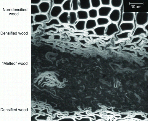 Figure 9.  Micrograph of a zone of joined and adjacent areas between two pieces of spruce welded by circular friction (Stamm et al. Citation2005a)