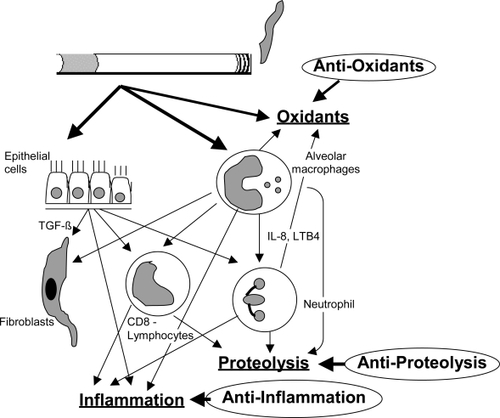 Figure 1 Graphical depiction of cells and mediator systems involved in COPD pathogenesis. Oxidative stress, inflammation and proteolysis and their opponents are the important components influencing disease pathogenesis.