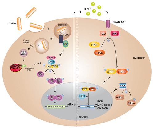 Figure 1 Viral infection triggers the IFNβ signal transduction pathway of the host innate immune system, activating the antiviral state. Viral RNAs are detected by cytosolic helicases RIG-I/MDA-5, leading to the phosphorylation and nuclear translocation of transcription factor IR F3/7, which stimulates the production of the IFNβ cytokine. IFNβ activates the JAK/STAT pathway and IFN-stimulated response elements (ISREs) or antiviral genes, such as PKR, MHC class I and 2′5′ OAS.