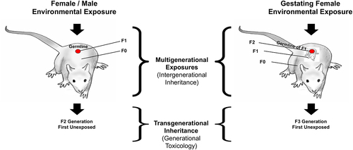 Figure 3. Clarification of intergenerational and transgenerational epigenetic inheritance. Environmentally induced transgenerational epigenetic inheritance: schematic of environmental exposure and affected generations for both gestating female and adult male or female. The multigenerational direct exposures are indicated in contrast to the transgenerational generation without direct exposure. Modified from Nilsson, et al. [Citation21].