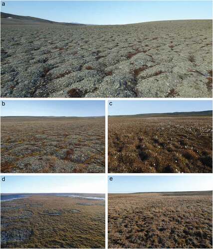 Figure 3. General appearance of five community types identified at Alert (Nunavut, Canada). a. Forb-dominated barren (Community II). b. Forb-dominated tundra (Community I). c. Sedge-dominated wetland (Community III). d. Moss-dominated wetland (Community IV). e. Grass-dominated wetland (Community V)