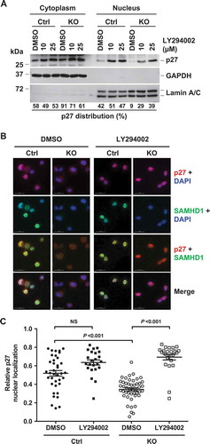 Figure 5. PI3K inhibition reverses SAMHD1 KO-induced inhibition of p27 nuclear localization in THP-1 cells. (a) THP-1 control and SAMHD1 KO cells treated with DMSO or LY294002 (LY) for 18 h were analyzed via subcellular fractionation followed by immunoblotting for the indicated proteins. GAPDH and Lamin A/C were used as markers for cytosolic and nuclear fraction, respectively. Results are from one representative experiment of two independent assays. (b) THP-1 control and SAMHD1 KO cells were treated with DMSO or 25 µM of LY and indirect immunofluorescence was performed against p27 and SAMHD1 using specific antibodies. DAPI was used for nuclear staining. Representative images are shown. Scale bars, 15 µm. (c) Pearson’s co-localization coefficient between p27 and DAPI was quantified to determine the nuclear localization of p27 in cells. Each dot in the plot represents a cell analyzed. NS, not significant (P > 0.05). One representative experiment of three independent assays is shown.