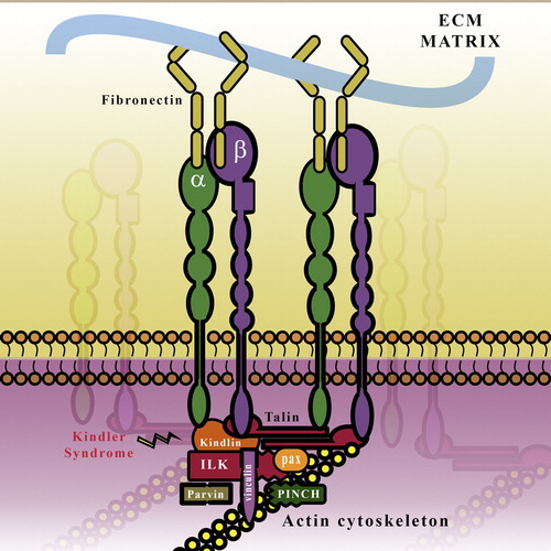 Figure 3. Schematic Representation of the FA complex: Integrins bind to components of the ECM such as collagen and Fibronectin (FN). The integrins are linked to the actin cytoskeleton and are stabilized by the binding of proteins such as Talin, Kindlin, and the IPP (ILK-PINCH-parvin) complex. ILK, Integrin-linked Kinase; PINCH, Particularly interesting new cysteine–histidine rich protein; Pax, Paxillin.
