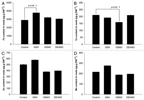 Figure 2. Impact of GSNO, DEANO and GSH on the concentrations of iron, manganese, zinc and copper in roots of plants exposed to iron deficiency. (A) Iron concentration, (B) copper concentration, (C) zinc concentration, (D) manganese concentration. Plants were cultivated 4 weeks in iron-sufficient conditions (Fe 50 µM) and then transferred 48 h in iron deficient (Fe 5 µM) conditions. Then, plants were treated with GSNO (50 µM), GSH (50 µM) or DEANO (50 µM) for 48 h. The concentration of metals was determined in the roots by ICP-OES. Each value represents the means ± SD of nine measurements (three replicates per experiment performed three times). Stars represent significant differences from control according to ANOVA on ranks followed by a comparison vs. control (p < 0.05).