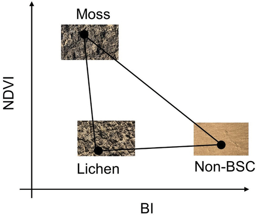 Figure 3. The feature space conceptual model for deserts based on the normalized difference vegetation index (NDVI) and brightness index (BI). The photos taken in the field show different surface component types in the desert.
