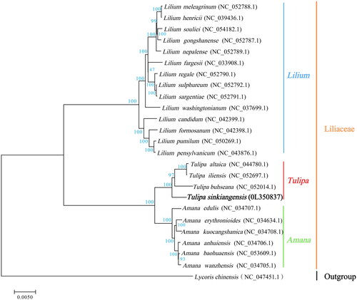 Figure 1. The maximum-likelihood phylogenetic tree was reconstructed based on the complete chloroplast genome sequences of 24 species in Liliaceae with Lycoris chinensis (NC_047451.1) as the outgroup. Bootstrap values based on 1000 replicates.