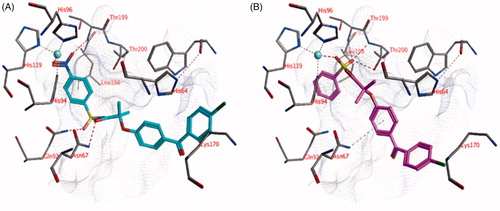 Figure 3. The docked pose of (A) compound 22 (turquoise) and (B) compound 18 (purple) in the active site of hCA II (pdb: 4e3d). Hydrogen bonds and interactions to the active site zinc ion are indicated in red dashed lines. Aromatic system – H bonds are indicated in yellow dashed lines.