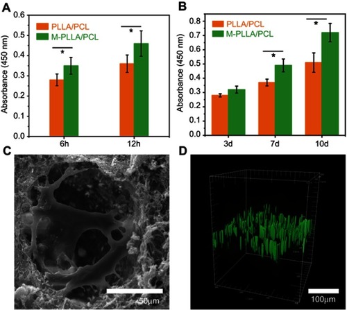 Figure 3 The rBMSCs adhered (A) and proliferated (B) on the scaffolds, as detected by CCK-8 test. (C) The SEM and (D) confocal tomography of the rBMSCs on the M-PLLA/PCL scaffold after 7 days culture.Abbreviations: rBMSCs, rat bone marrow stromal cells; CCK-8,  Cell Counting Kit-8；SEM，Scanning electron microscopy；M-PLLA/PCL, hydroxyapatite- coated hierarchical PLLA/PCL nanofibrous scaffold；PLLA, poly(l-lactic acid); PCL, poly(ε-caprolactone).